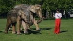 Taman di London Disulap Jadi Kebun Gajah, Ada Apa?