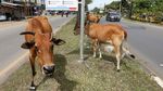 Waduh, Hewan Ternak Berkeliaran di Jalanan Aceh