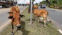 Keberadaan hewan ternak terutama sapi di jalanan sangat membahayakan keselamatan pengguna jalan.