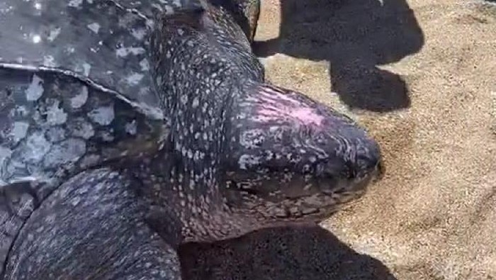 Warga dan turis evakuasi penyu belimbing yang terdampar di rawa di dekat Pantai Oping, Sulut (TikTok @papa_abc) Warga dan turis evakuasi penyu belimbing yang terdampar di rawa di dekat Pantai Oping, Sulut (TikTok @papa_abc)