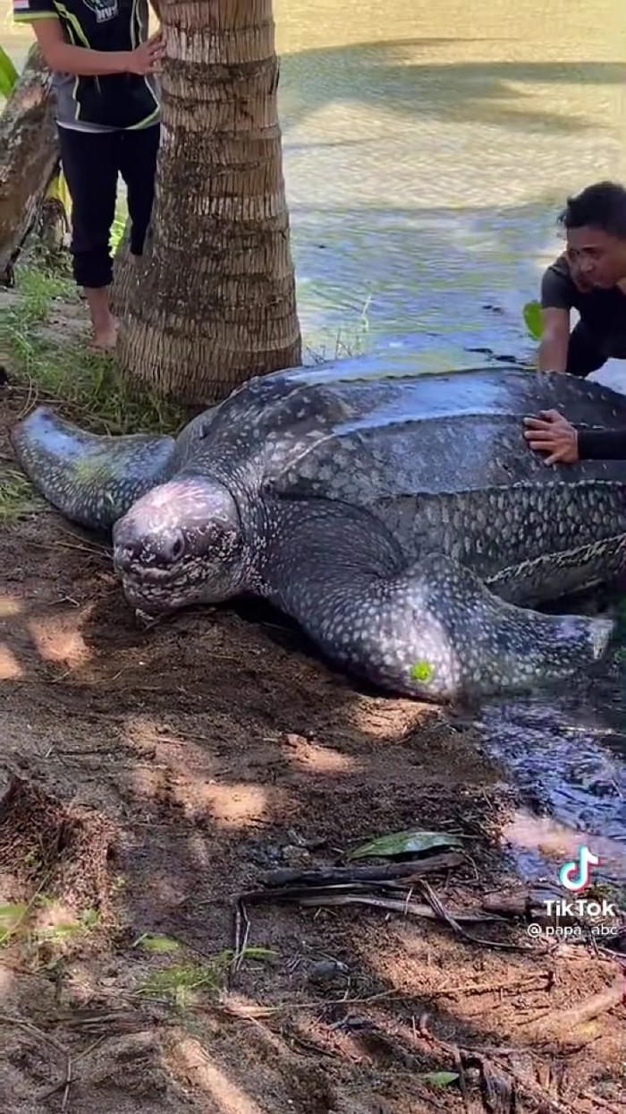 Penyu Raksasa Dilautkan Kembali Usai Terperangkap Di Rawa Pantai Oping