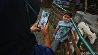 Orang tua memotret anaknya dengan hewan yang ada di Farm House Susu Lembang, Bandung Barat.  