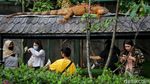 Wisata Gaya Eropa di Farm House Susu Lembang