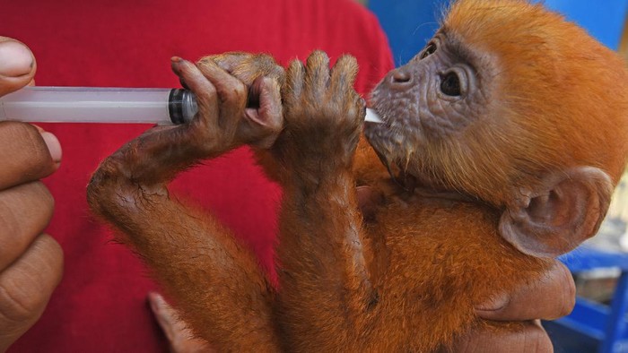 BKSDA BANTEN AMANKAN LUTUNG JAWA Petugas BKSDA (Balai Konservasi Sumber Daya Alam) Banten memberikan susu kepada Lutung Jawa (Trachypithecus auratus) yang baru diamankan, di Serang, Selasa (15/6/2021). Pihak BKSDA Banten mengamankan tiga ekor Lutung Jawa dari warga yang memperjualbelikannya secara online di Serang untuk direhabilitasi sebelum dilepasliarkan kembali ke habitatnya. ANTARA FOTO/Asep Fathulrahman/foc.