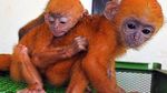 Penyelamatan Lutung Jawa Dari Jual Beli Online