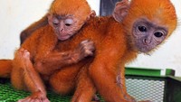 Lutung ini akan direhabilitasi sebelum dilepasliarkan kembali ke habitatnya.  