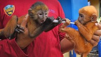 Pihak BKSDA Banten mengamankan Lutung Jawa dari warga yang memperjualbelikannya secara online di Serang.  