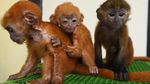 Penyelamatan Lutung Jawa Dari Jual Beli Online