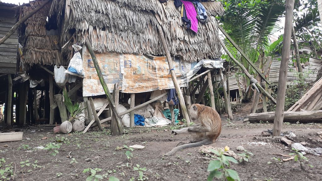 Kandang ayam tempat pasutri lansia tinggal 7 tahun di Sumsel Kandang ayam tempat pasutri lansia tinggal 7 tahun di Sumsel