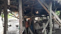 Gubuk tersebut dibuat seperti rumah panggung dengan tinggi sekitar 1,5 meter dari atas tanah. Gubuk yang juga menjadi kandang ayam itu berukuran 1x2 meter. (Foto: M Syahbana-detikcom)