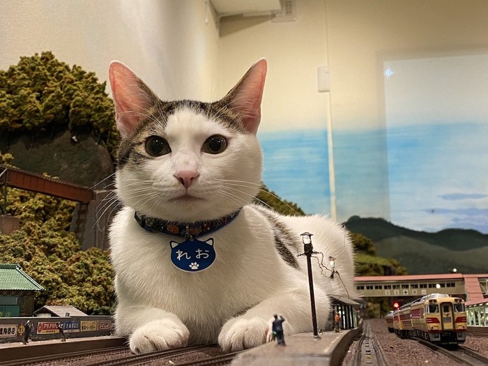 Keren! Restoran Ini Tak Jadi Bangkrut Setelah Bantu Kucing Jalanan
