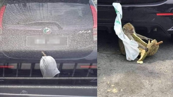 Lahap Makan Durian yang Dicuri dari Mobil, Monyet Ini Menyita Perhatian