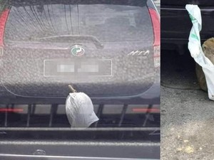 Lahap Makan Durian yang Dicuri dari Mobil, Monyet Ini Menyita Perhatian