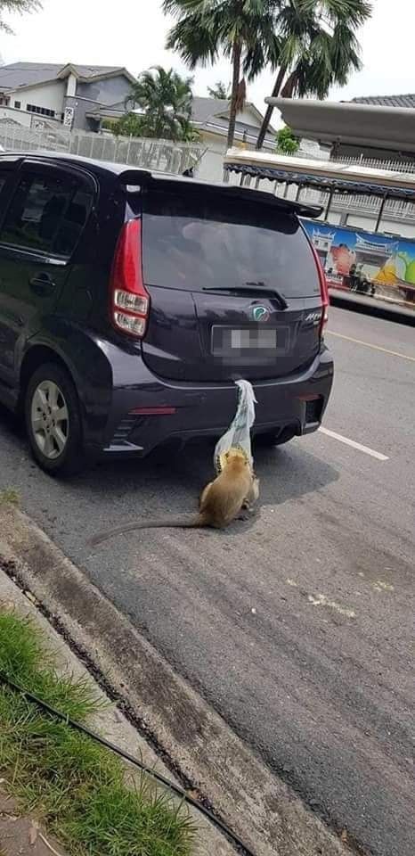 Lahap Makan Durian yang Dicuri dari Mobil, Monyet Ini Menyita Perhatian