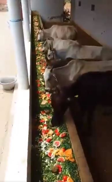 Pasangan Ini Undang Hewan Untuk Makan Sepuasnya di Pesta Pernikahan Mereka