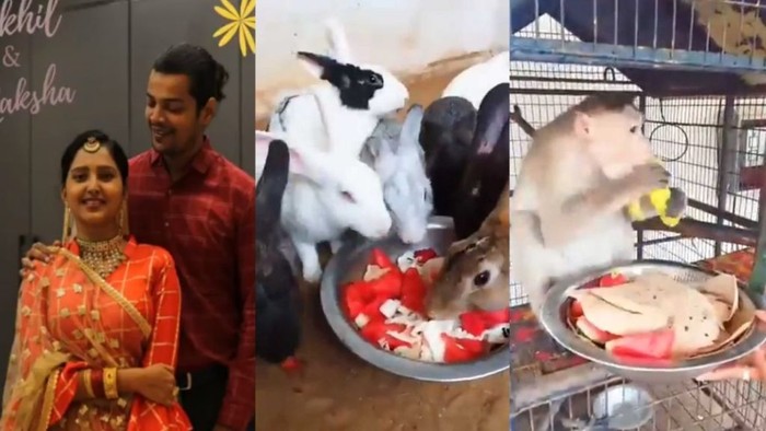 Pasangan Ini Undang Hewan Untuk Makan Sepuasnya di Pesta Pernikahan Mereka Pasangan Ini Undang Hewan Untuk Makan Sepuasnya di Pesta Pernikahan Mereka