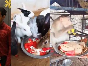 Pasangan Ini Undang Hewan Untuk Makan Sepuasnya di Pesta Pernikahan Mereka