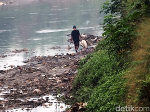 Jangan Buang Bangkai Sapi PMK ke Sungai Citarum, Efeknya Berbahaya!