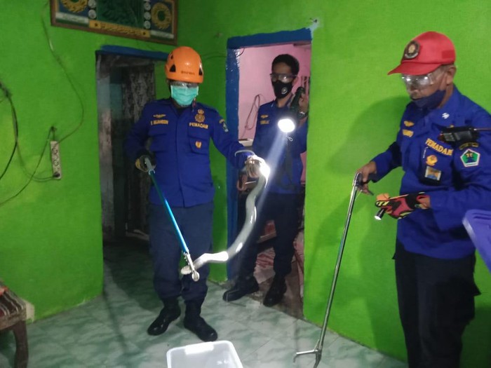 Dua warga Kota Malang jadi korban semburan ular kobra. Mereka dilarikan ke rumah sakit untuk mendapatkan perawatan medis.