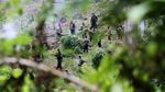 Dua Hektar Ladang Ganja Siap Panen Dimusnahkan di Aceh