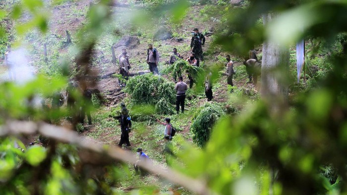 Petugas gabungan dari BNN dan TNI-Polri memusnahkan 2 hektar ladang ganja di Aceh. Pemusnahan dilakukan guna cegah penyalahgunaan dan peredaran gelap narkoba.