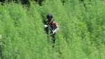 Dua Hektar Ladang Ganja Siap Panen Dimusnahkan di Aceh