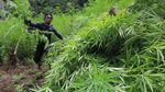 Dua Hektar Ladang Ganja Siap Panen Dimusnahkan di Aceh