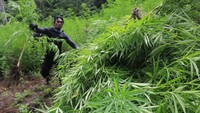 Petugas gabungan dari Badan Narkotika Nasional (BNN) bersama TNI-Polri mengumpulkan pohon ganja siap panen sebelum proses pemusnahan pada operasi pemusnahan ladang ganja di kawasan Kecamatan Seulimeun, Aceh Besar.