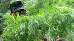 Dua Hektar Ladang Ganja Siap Panen Dimusnahkan di Aceh