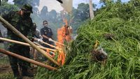 Dua Hektar Ladang Ganja Siap Panen Dimusnahkan Di Aceh