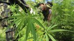 Dua Hektar Ladang Ganja Siap Panen Dimusnahkan di Aceh