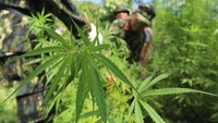 Petugas gabungan mencabut pohon ganja siap panen saat operasi pemusnahan ladang ganja di kawasan Kecamatan Seulimeun, Aceh Besar, Aceh, Rabu (16/6/2021).