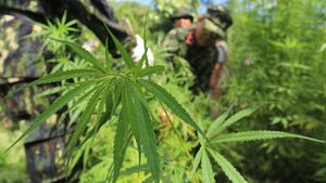 Dua Hektar Ladang Ganja Siap Panen Dimusnahkan di Aceh