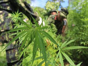 Dua Hektar Ladang Ganja Siap Panen Dimusnahkan di Aceh