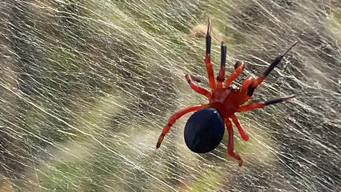 A still image from social media shows the red and black spider on gossamers near wetlands in Longford, Victoria, Australia June 14, 2021. Picture taken June 14, 2021. Jeff Hobbs via Facebook/via REUTERS ATTENTION EDITORS - THIS IMAGE HAS BEEN SUPPLIED BY A THIRD PARTY. NO RESALES. NO ARCHIVES. MANDATORY CREDIT. MUST CREDIT JEFF HOBBS via FACEBOOK