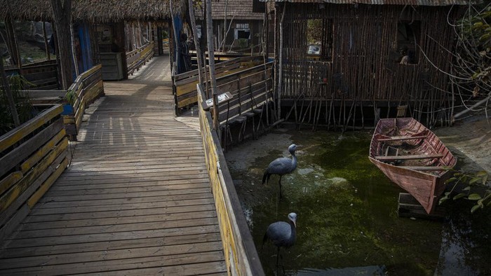 Krisis Pandemi Ancam Keselamatan Hewan di Kebun Binatang Chili Alligator 'Juancho' sits idle inside his tank at the Buin Zoo in Santiago, Chile, Tuesday, June 15, 2021. The largest private zoo in Chile, experiencing a serious economic situation due to the closure of its doors as a result of the prolonged quarantine measures, has started a campaign coined,