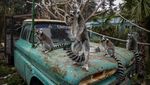 Krisis Pandemi Ancam Keselamatan Hewan di Kebun Binatang Chile