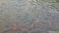 Ada juga ikan hias di embung ini. Untuk masuk ke kawasan ini gratis. Kalau di akhir pekan biasanya ramai, kadang juga ada yang camping di sini. 