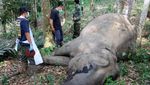 Penampakan Gajah Betina Berusia 50 Tahun yang Mati di Riau