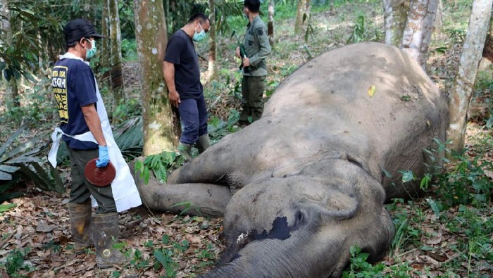 Seekor gajah betina berusia 50 tahun ditemukan mati di area perkebunan karet. Gajah betina liar itu diduga tewas akibat usia tua dan kerap sakit-sakitan.