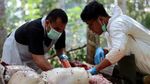 Penampakan Gajah Betina Berusia 50 Tahun yang Mati di Riau