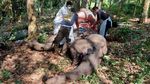 Penampakan Gajah Betina Berusia 50 Tahun yang Mati di Riau