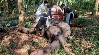 Hartono mengatakan hasil nekropsi dan pemeriksaan secara patologi yang dilakukan tim medis Balai BKSDA Riau, diduga penyebab kematian gajah betina itu ada gangguan pada organ hati dan sistem pernapasan.