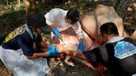 Penampakan Gajah Betina Berusia 50 Tahun yang Mati di Riau
