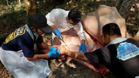 Untuk memastikan penyebab kematian, sampel darah gajah tersebut sedang dalam proses analisa di laboratorium di Bogor dan masih menunggu hasil.