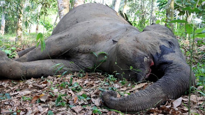 Penampakan Gajah Betina Berusia 50 Tahun yang Mati di Riau Seekor gajah betina berusia 50 tahun ditemukan mati di area perkebunan karet. Gajah betina liar itu diduga tewas akibat usia tua dan kerap sakit-sakitan.