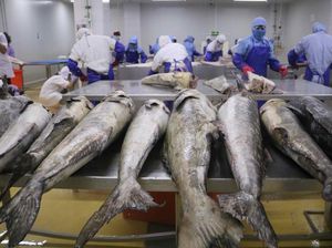 Mengenal Ekonomi Maritim Beserta Contoh Potensinya