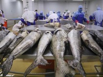 Mengenal Ekonomi Maritim Beserta Contoh Potensinya