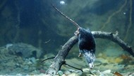 Akhirnya, Rahasia Genetik Mengapa Tikus Air Bisa Menyelam Terpecahkan