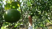 Di tempat ini pengunjung hanya cukup membayar tiket masuk Rp 5 ribu saja bisa makan jeruk sepuasnya di kebun. (Dadang Hermansyah/detikcom)
